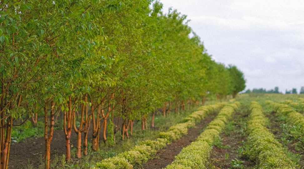 Agroforestry: Integrating Trees and Crops for Sustainable Farming