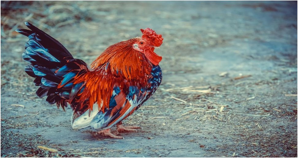 How to Raise Chickens – A Basic Guide